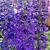 Magic Fountains  Dark Blue Black Bee