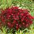 Arendsii Red