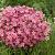Arendsii Pink