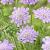 columbaria  Butterfly Blue