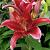 Oriental Red Flash