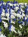 MAG Splendours Grape (10 m2) x 2