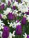 MAG Passionate Spring (7m2) x 2