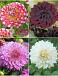 S32 Dahlia Decorative A (4x12) x 48