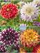 S32 Dahlia Decorative B (4x12) x 48