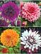 S32 Dahlia Decorative C (4x12) x 48