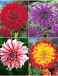 S32 Dahlia Decorative D (4x12) x 48