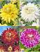 S32 Dahlia Decorative E (4x12) x 48