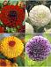S32 Dahlia Ball A (4x12) x 48