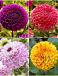 S32 Dahlia Ball B (4x12) x 48