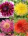 S32 Dahlia Fringed B (4x12) x 48