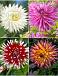 S32 Dahlia Cactus A (4x12) x 48