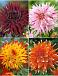 S32 Dahlia Cactus B (4x12) x 48