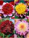 S32 Dahlia Anemone (4x12) x 48