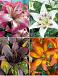 S32 Lilium Asiatic A (4x30) x 60