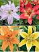 S32 Lilium Asiatic B (4x30) x 60