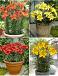 S32 Lilium Pot Asiatic (4x30) x 60