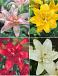 S32 Lilium Double Asiatic (4x30) x 60