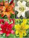 S32 Lilium L.A. (4x30) x 60
