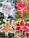 S32 Lilium Oriental A (4x30) x 60