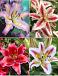 S32 Lilium Oriental B (4x30) x 60