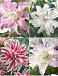S32 Lilium Double Oriental (4x30) x 60