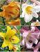 S32 Lilium Trumpet (4x30) x 60