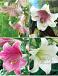 S32 Lilium L.O. (4x30) x 60