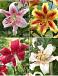S32 Lilium O.T. 1 (4x30) x 60