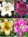 S32 Lilium O.T. 2 (4x30) x 60