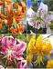 S32 Lilium Specie (4x30) x 60