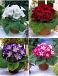 S24 Gloxinia A (4x40)