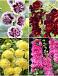 S32 Alcea Double (4x15)