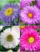 S32 Aster (4x15) x 60