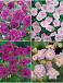 S32 Geranium (4x15) x 60