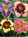 S32 Hemerocallis C (4x12) x 48