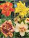 S32 Hemerocallis Double A (4x12) x 48
