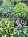 S32 Hosta A (4x15) x 60