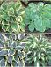S32 Hosta B (4x15) x 60