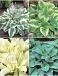 S32 Hosta C (4x15) x 60