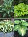 S32 Hosta D (4x15) x 60