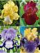 S32 Iris Germanica C (4x15) x 60