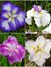 S32 Iris Ensata (4x15) x 60