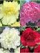 S32 Paeonia A (4x12) x 48