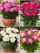 S32 Pots Paeonia (4x12) x 48