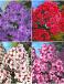 S32 Phlox A (4x15) x 60