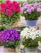 S32 Pots Phlox (4x15) x 60