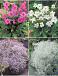 S32 Incarvillea - Gypsophylla (4x15) x 60