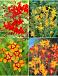 S15 Crocosmia (1x100,3x200)