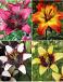 S32 Lilium Asiatic Bi-Color (4x30) x 60